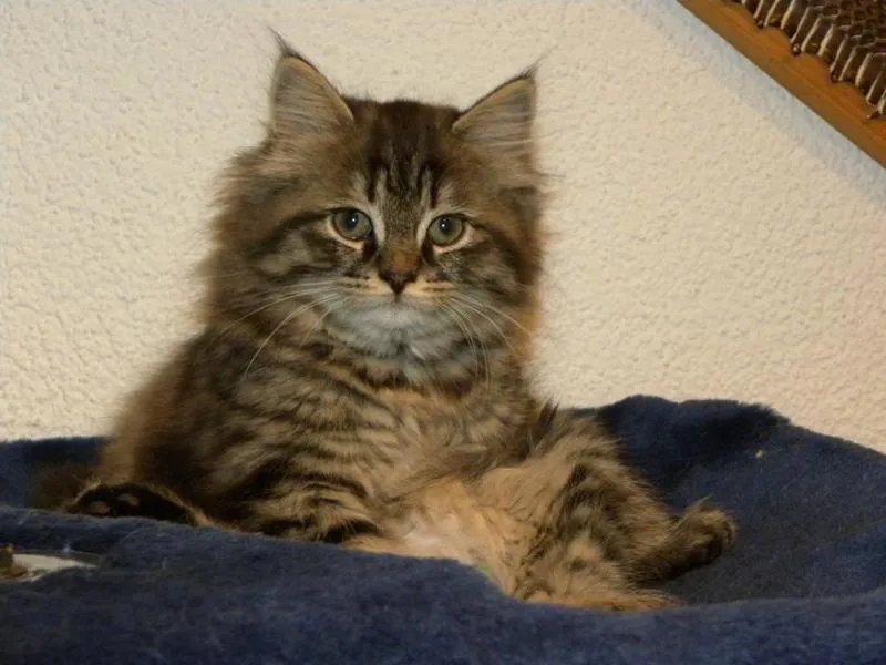 feser-katzen-asha_02