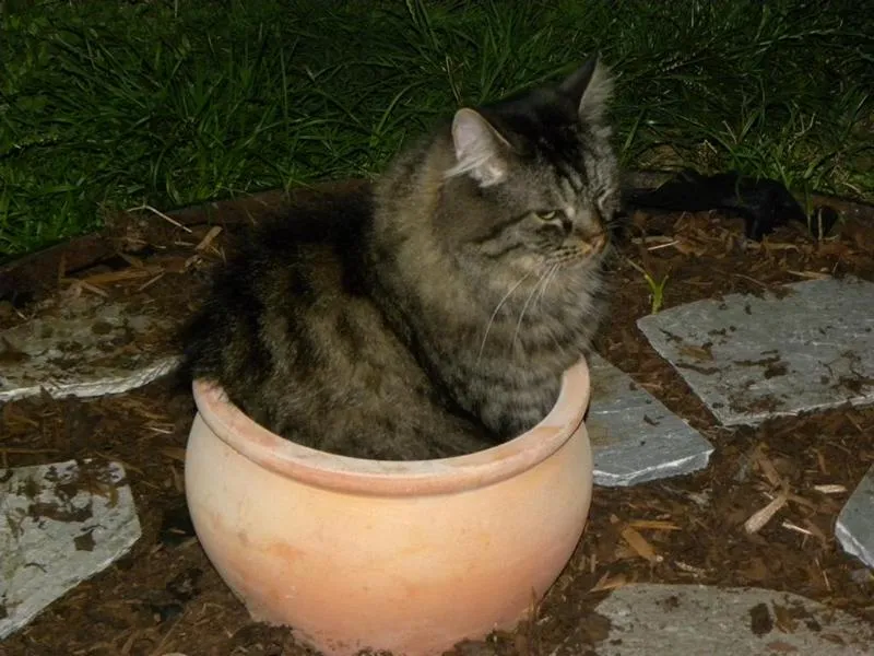 feser-katzen-asha_04