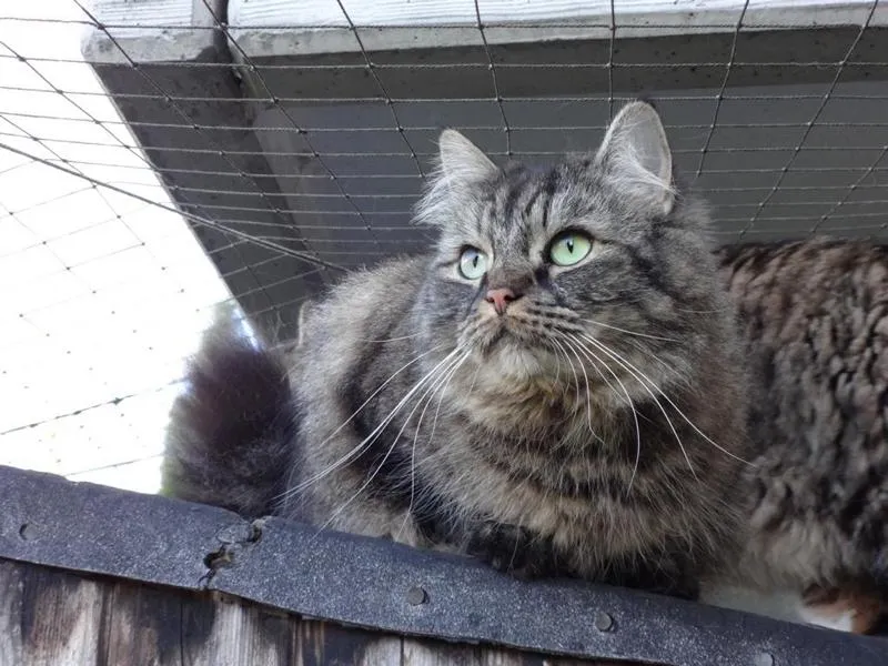 feser-katzen-asha_05