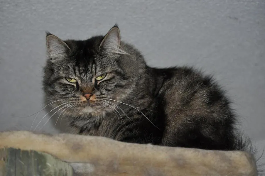 feser-katzen-asha_06