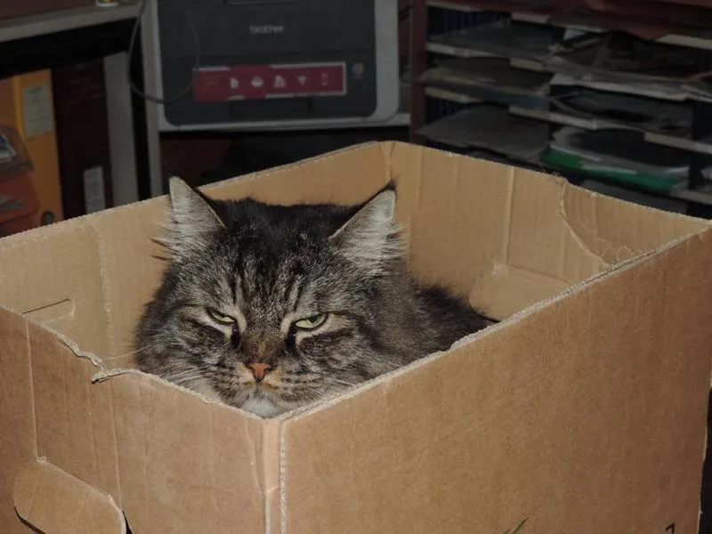 feser-katzen-asha_07