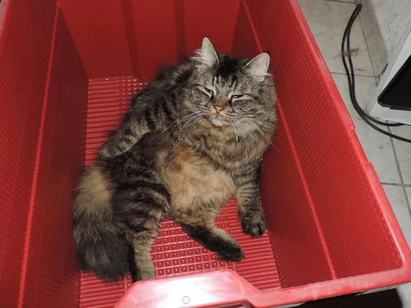 feser-katzen-asha_09