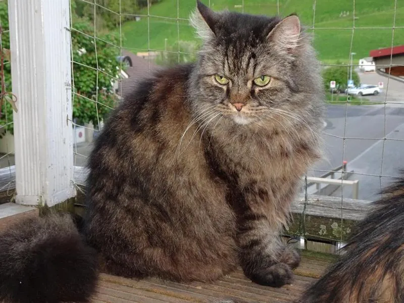 feser-katzen-asha_10