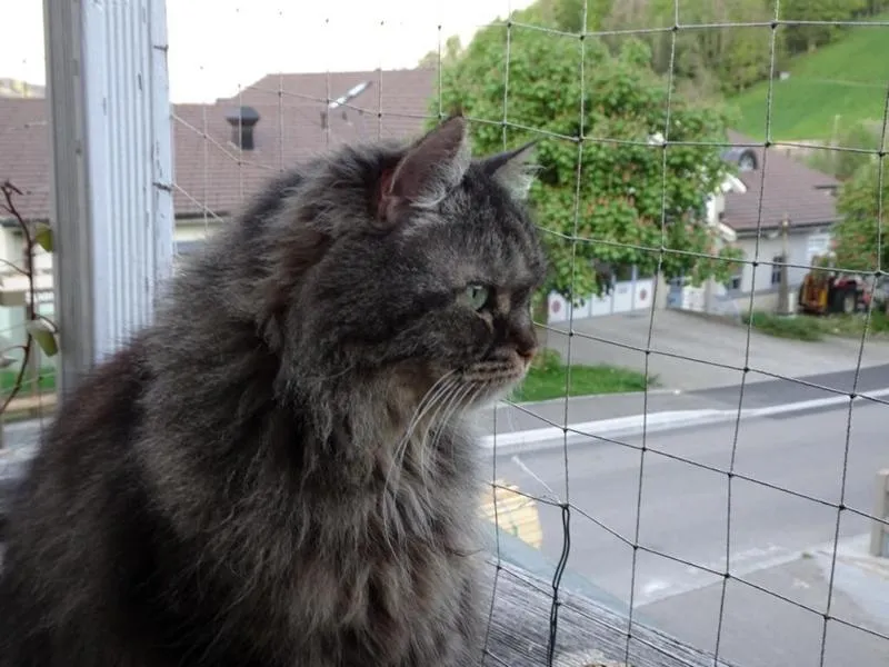 feser-katzen-asha_11