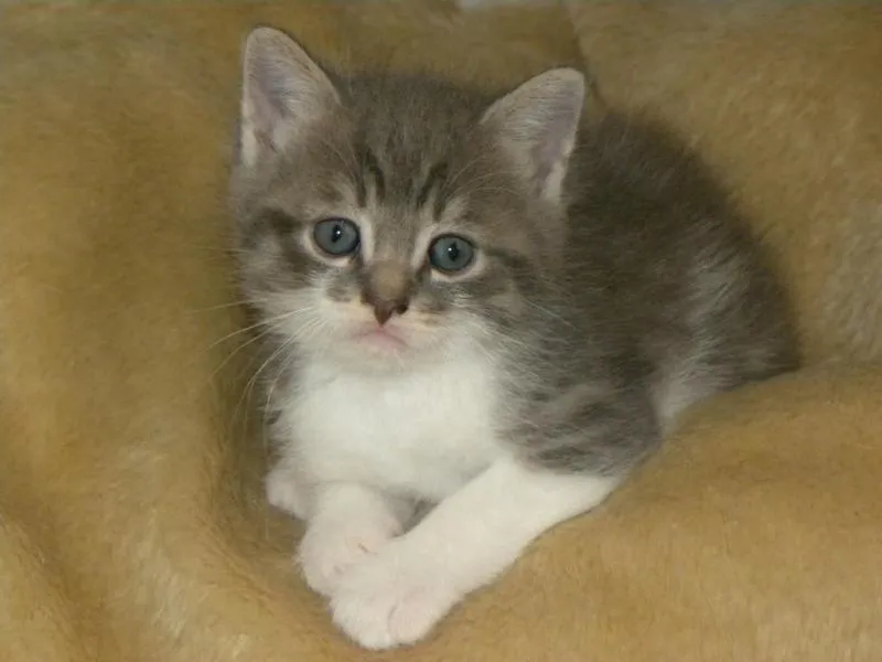 feser-katzen-bondhu_01