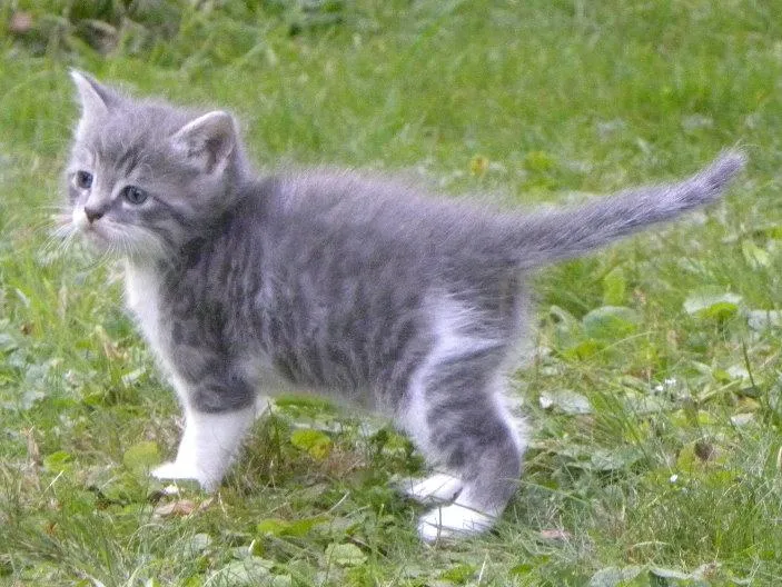 feser-katzen-bondhu_02