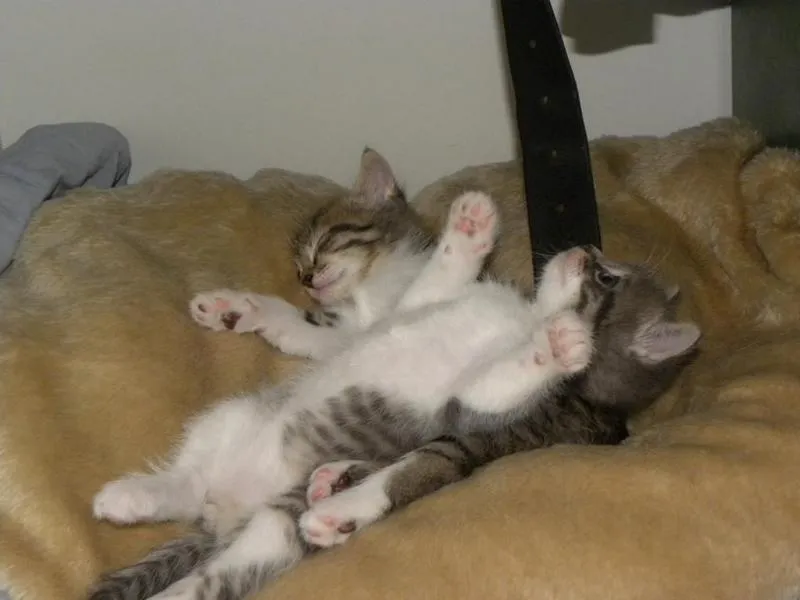 feser-katzen-bondhu_03