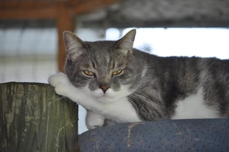 feser-katzen-bondhu_07