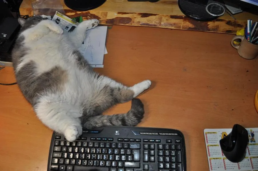 feser-katzen-bondhu_09