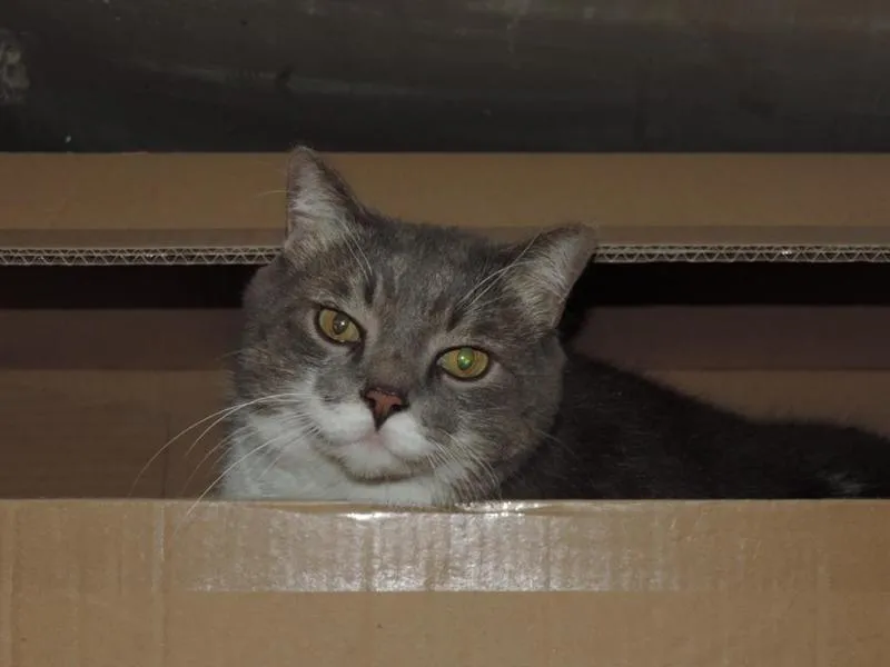 feser-katzen-bondhu_10