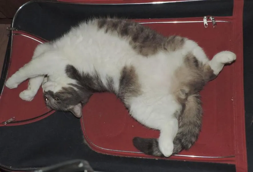 feser-katzen-bondhu_11