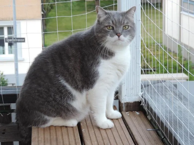 feser-katzen-bondhu_12