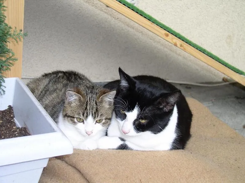 feser-katzen-meikel_01