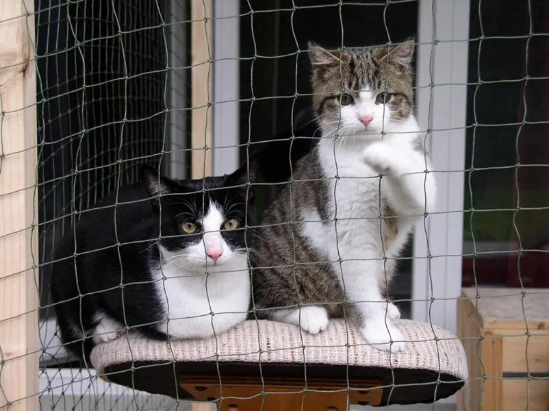 feser-katzen-meikel_02