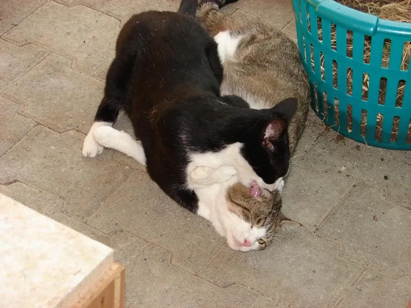 feser-katzen-meikel_04