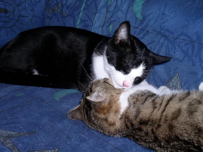 feser-katzen-meikel_05