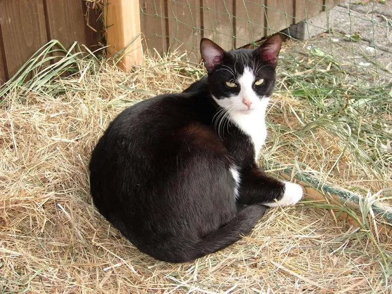 feser-katzen-meikel_06