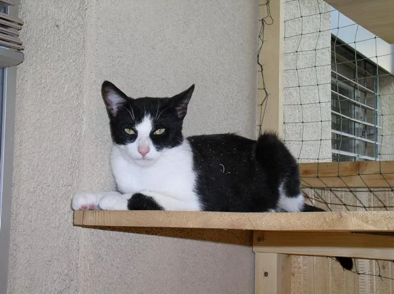 feser-katzen-meikel_07