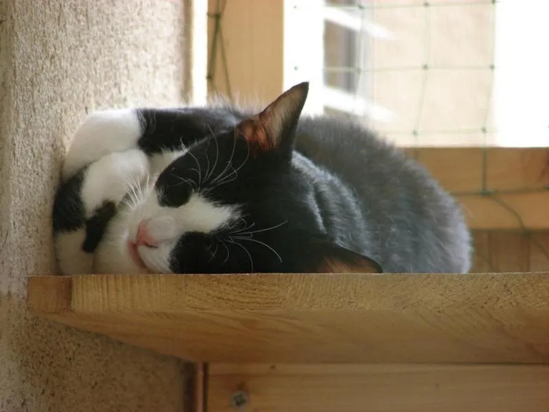 feser-katzen-meikel_08