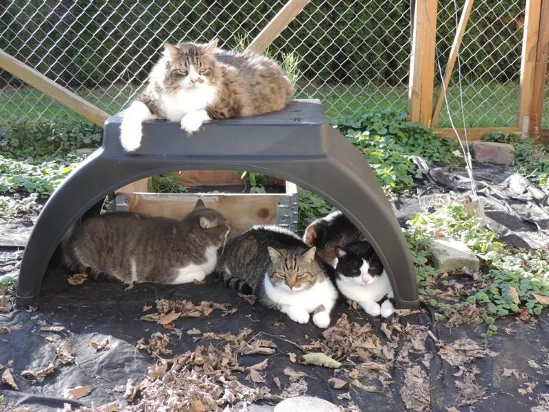 feser-katzen-meikel_09