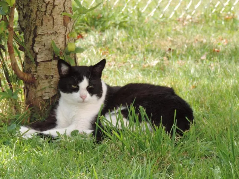 feser-katzen-meikel_11