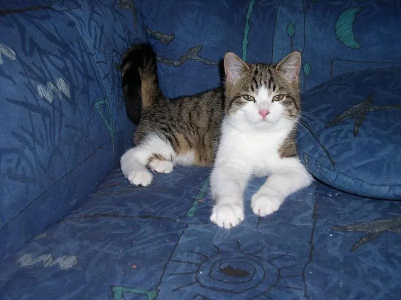 feser-katzen-mylee_01