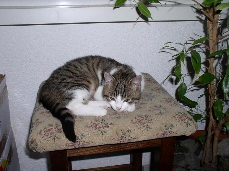 feser-katzen-mylee_02