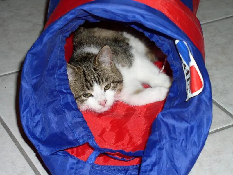 feser-katzen-mylee_03