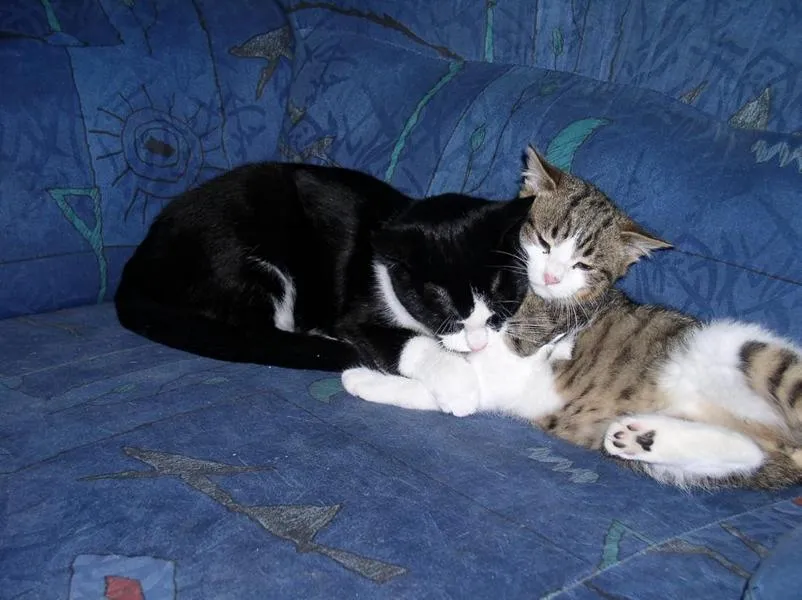 feser-katzen-mylee_04