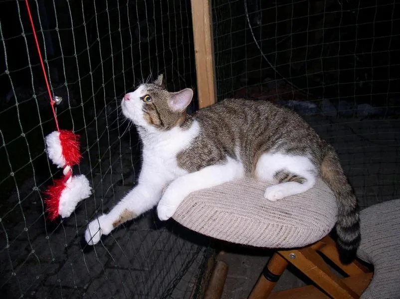 feser-katzen-mylee_05