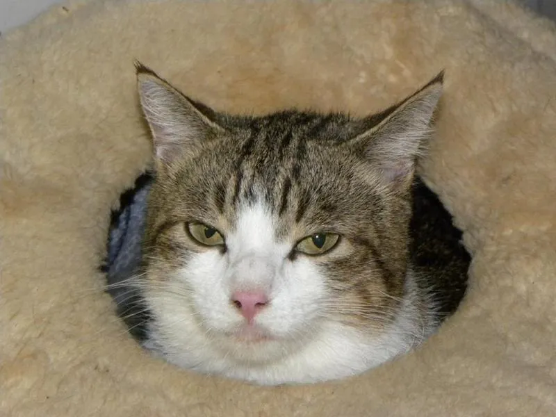 feser-katzen-mylee_06