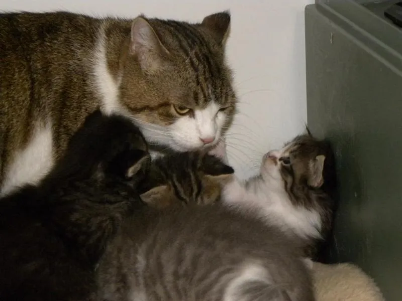 feser-katzen-mylee_08