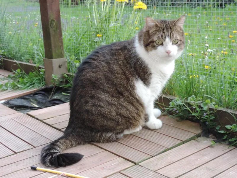 feser-katzen-mylee_09