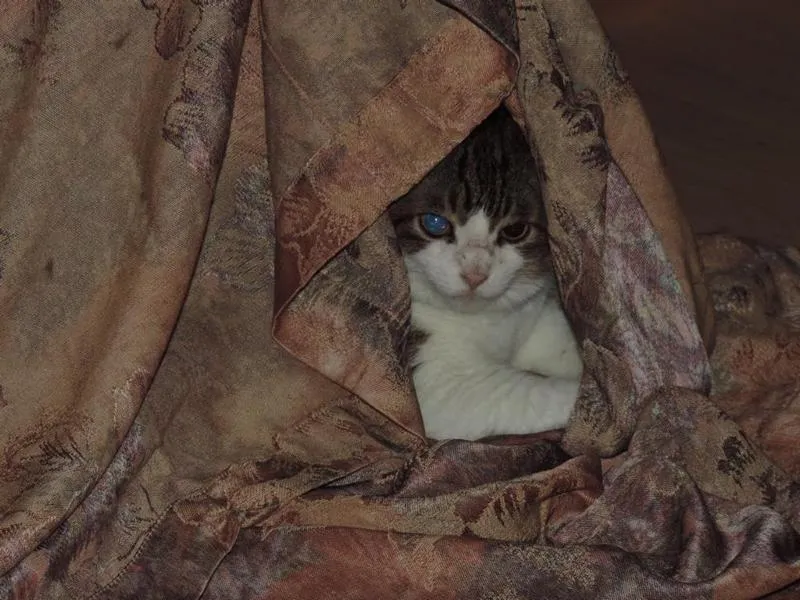 feser-katzen-mylee_10