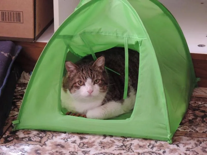 feser-katzen-mylee_11