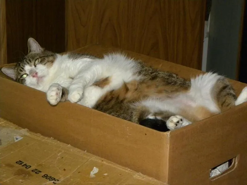 feser-katzen-mylee_12