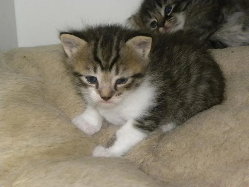 feser-katze-shishu_01