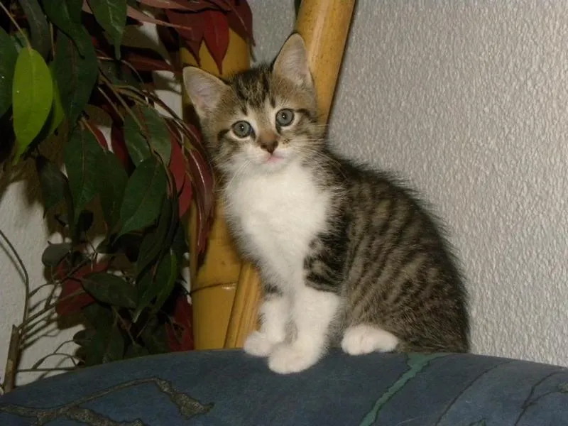 fesr-katze-shishu_04