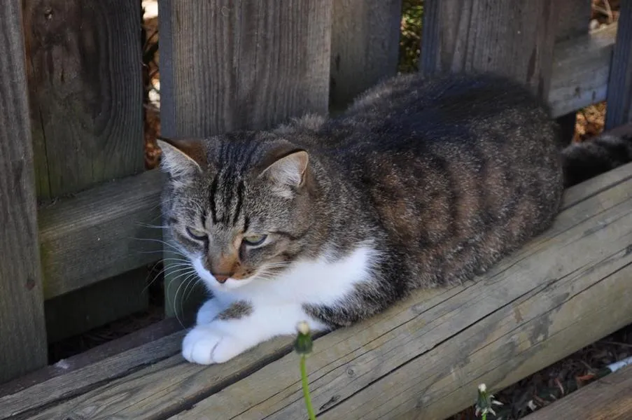 fesr-katze-shishu_05