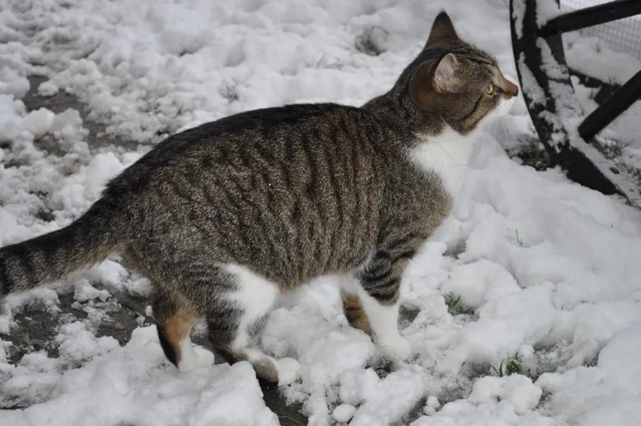 fesr-katze-shishu_06