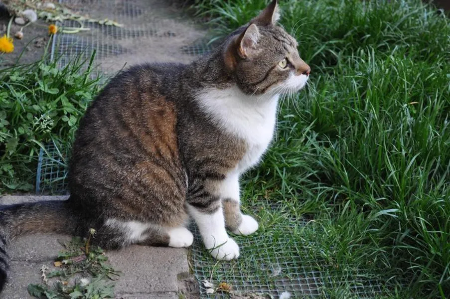 fesr-katze-shishu_07