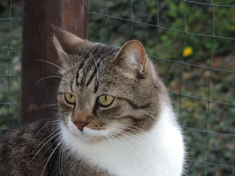 fesr-katze-shishu_08