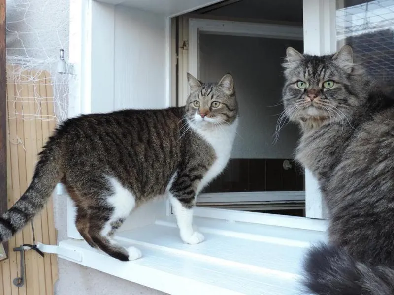 fesr-katze-shishu_10