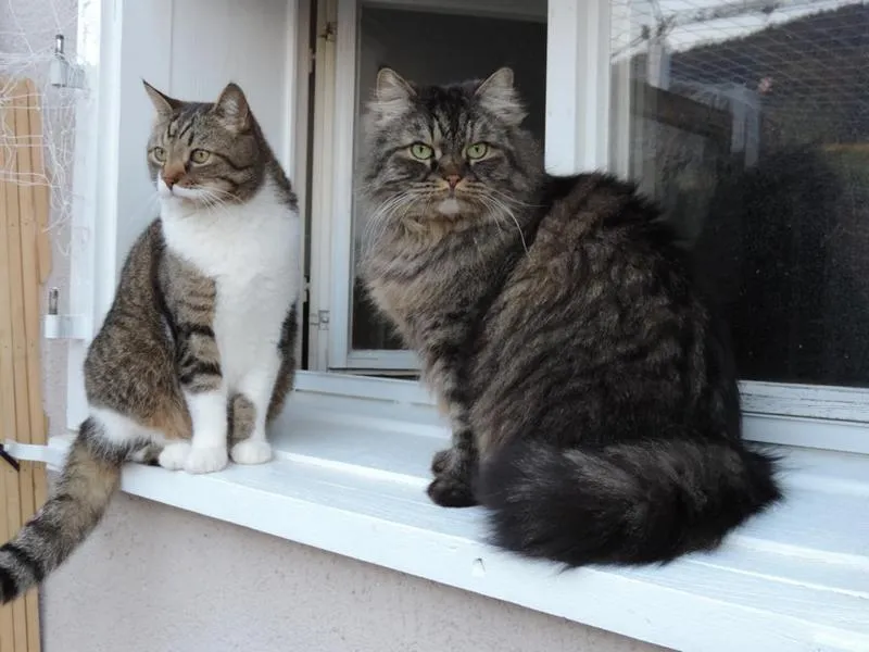 fesr-katze-shishu_11