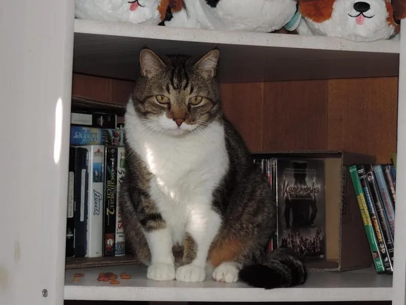 fesr-katze-shishu_12