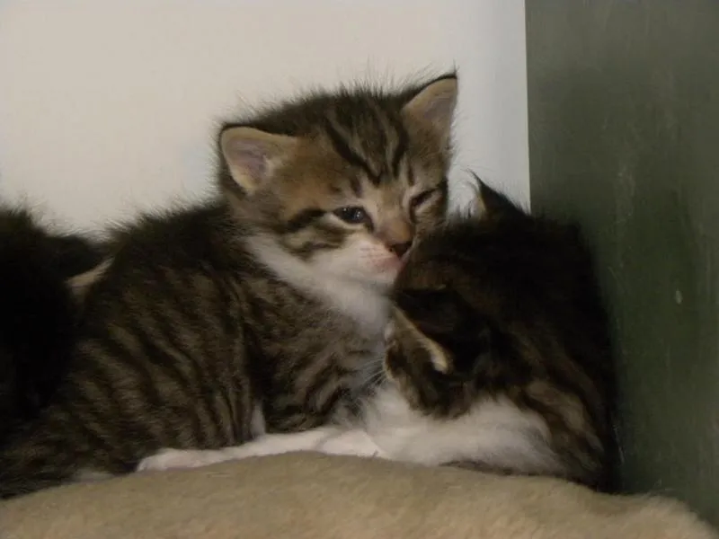 fsfeserr-katze-shishu_02