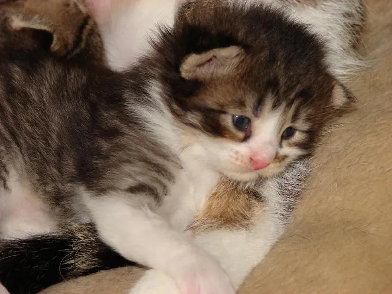 fesr-katze-shukhi_01