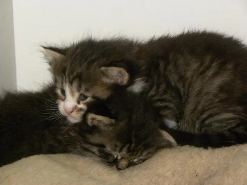 fesr-katze-shukhi_02