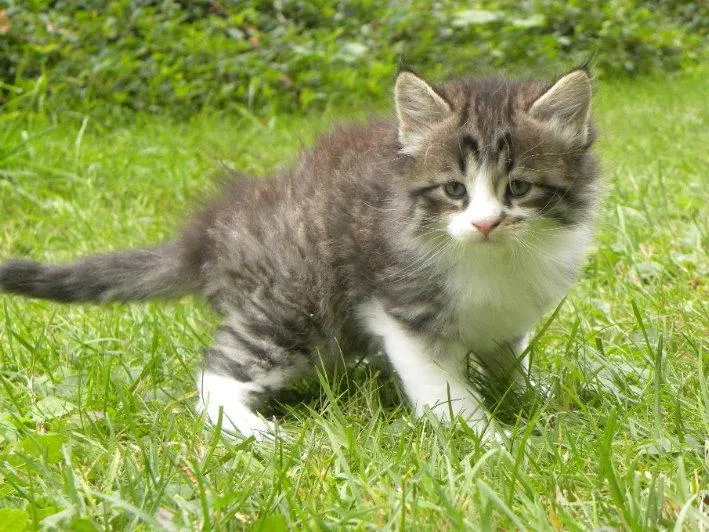 fesr-katze-shukhi_03