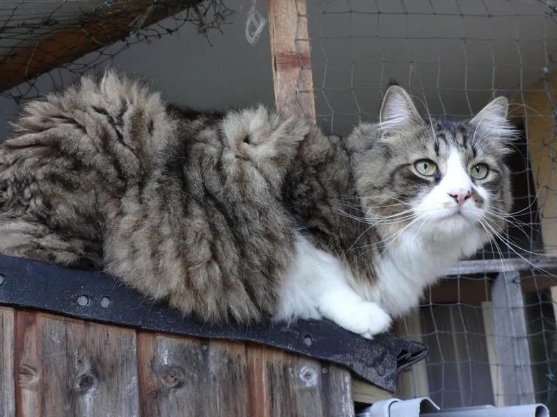 fesr-katze-shukhi_04